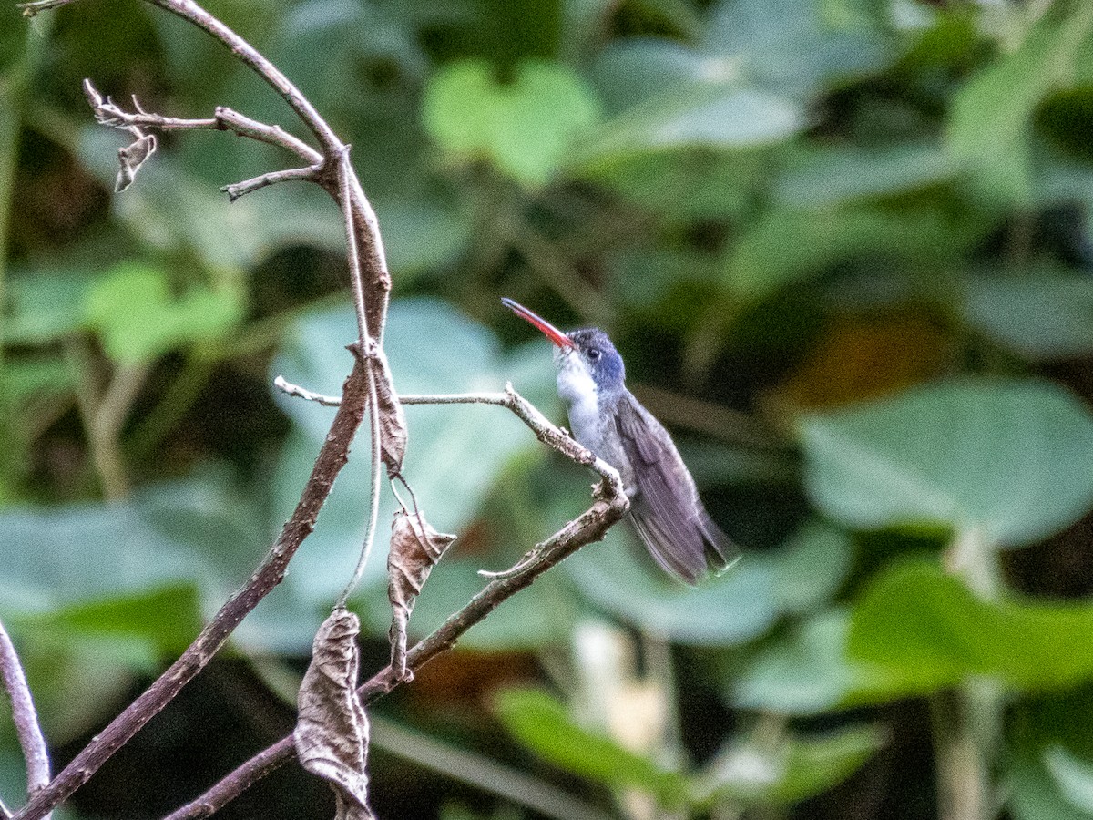 Violet-crowned Hummingbird - ML613363737