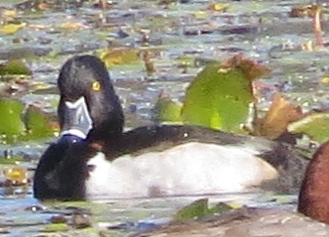 Ring-necked Duck - Linda Vanderveen