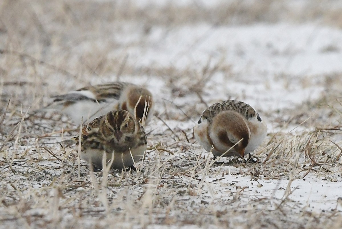 Lapland Longspur - ML613363771