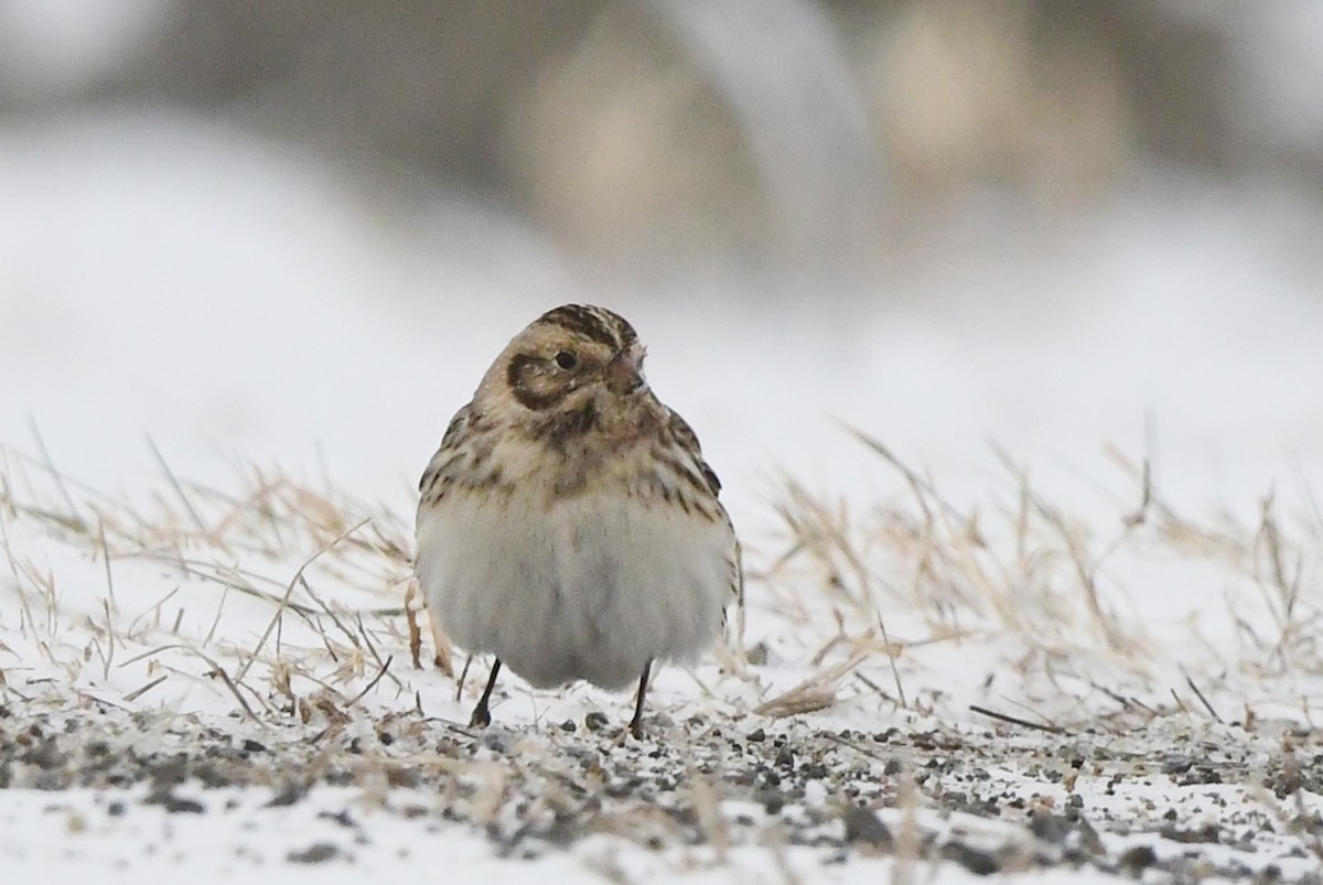 Lapland Longspur - Michele Chartier