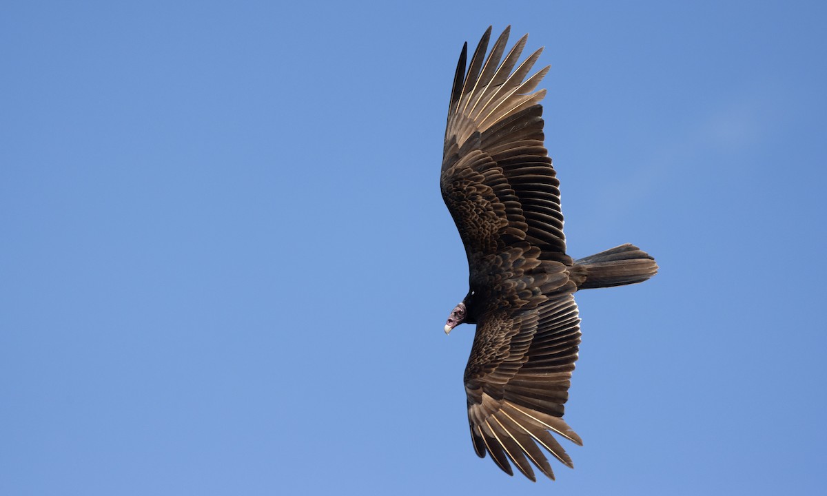 Turkey Vulture - ML613363800