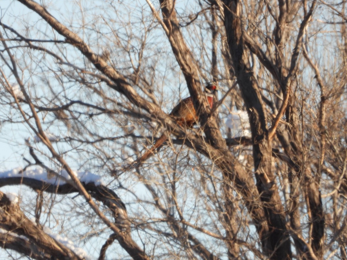 Ring-necked Pheasant - ML613363808