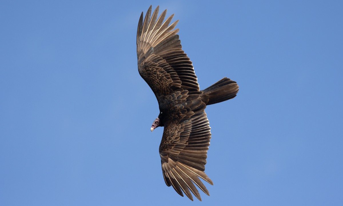 Turkey Vulture - ML613363813