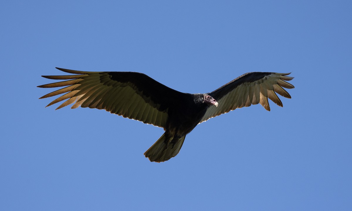 Turkey Vulture - ML613363834