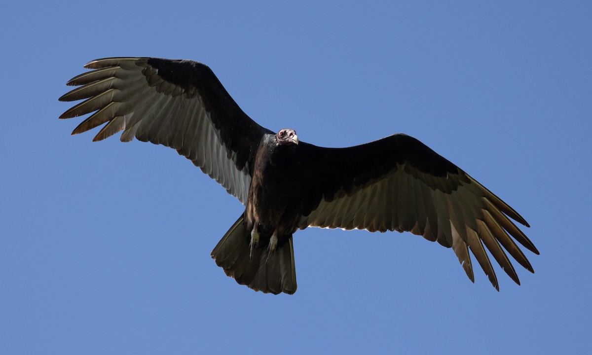 Turkey Vulture - ML613363835