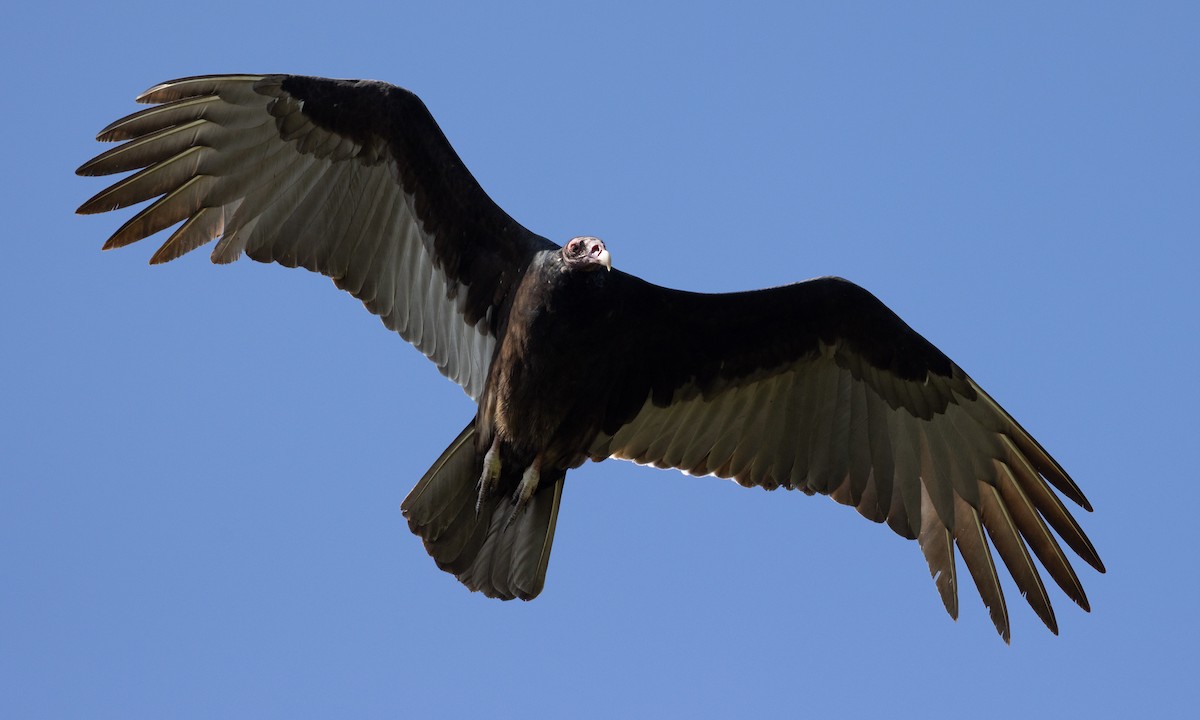 Turkey Vulture - ML613363836