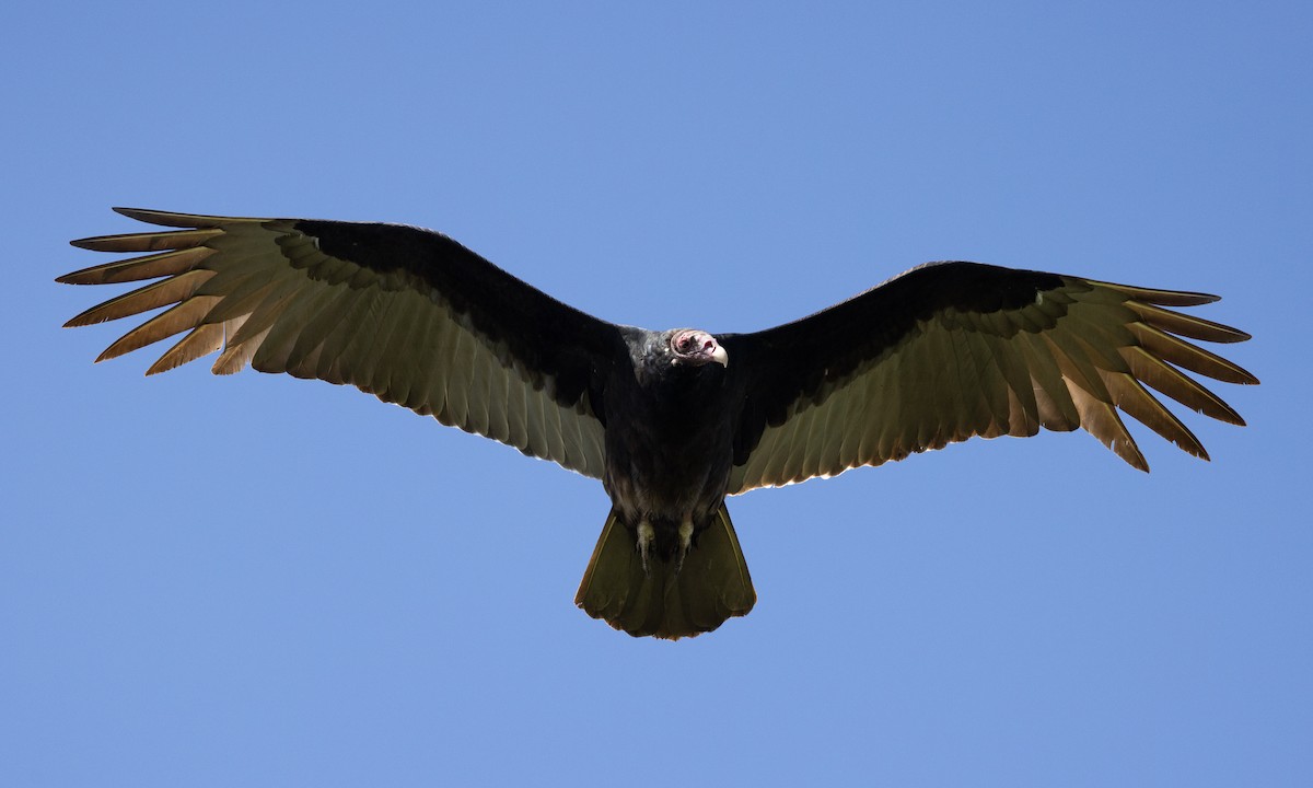 Turkey Vulture - ML613363842