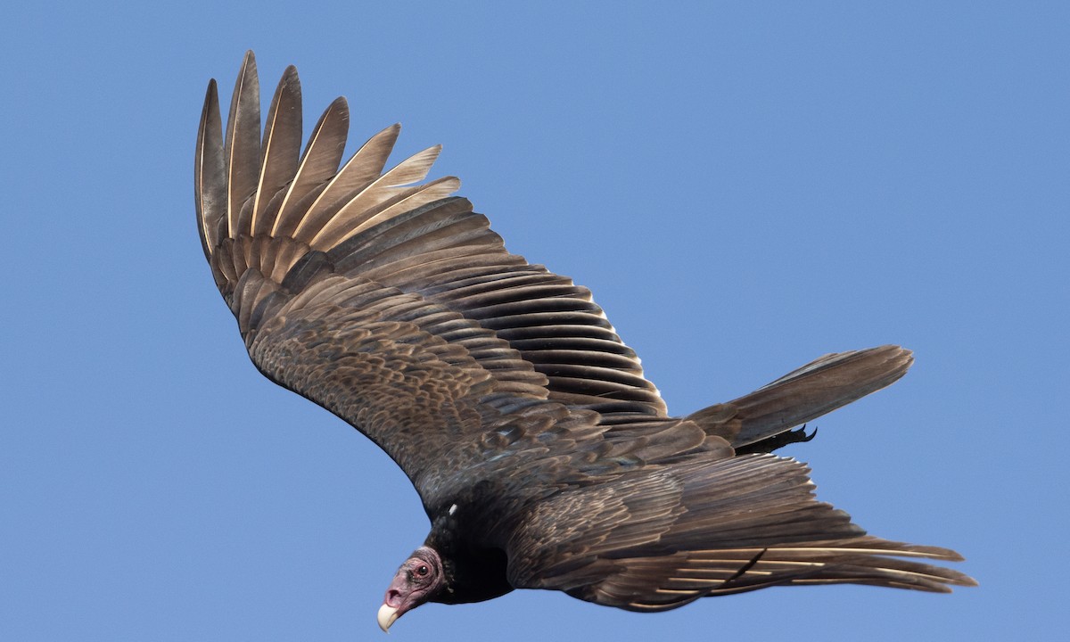 Turkey Vulture - ML613363843