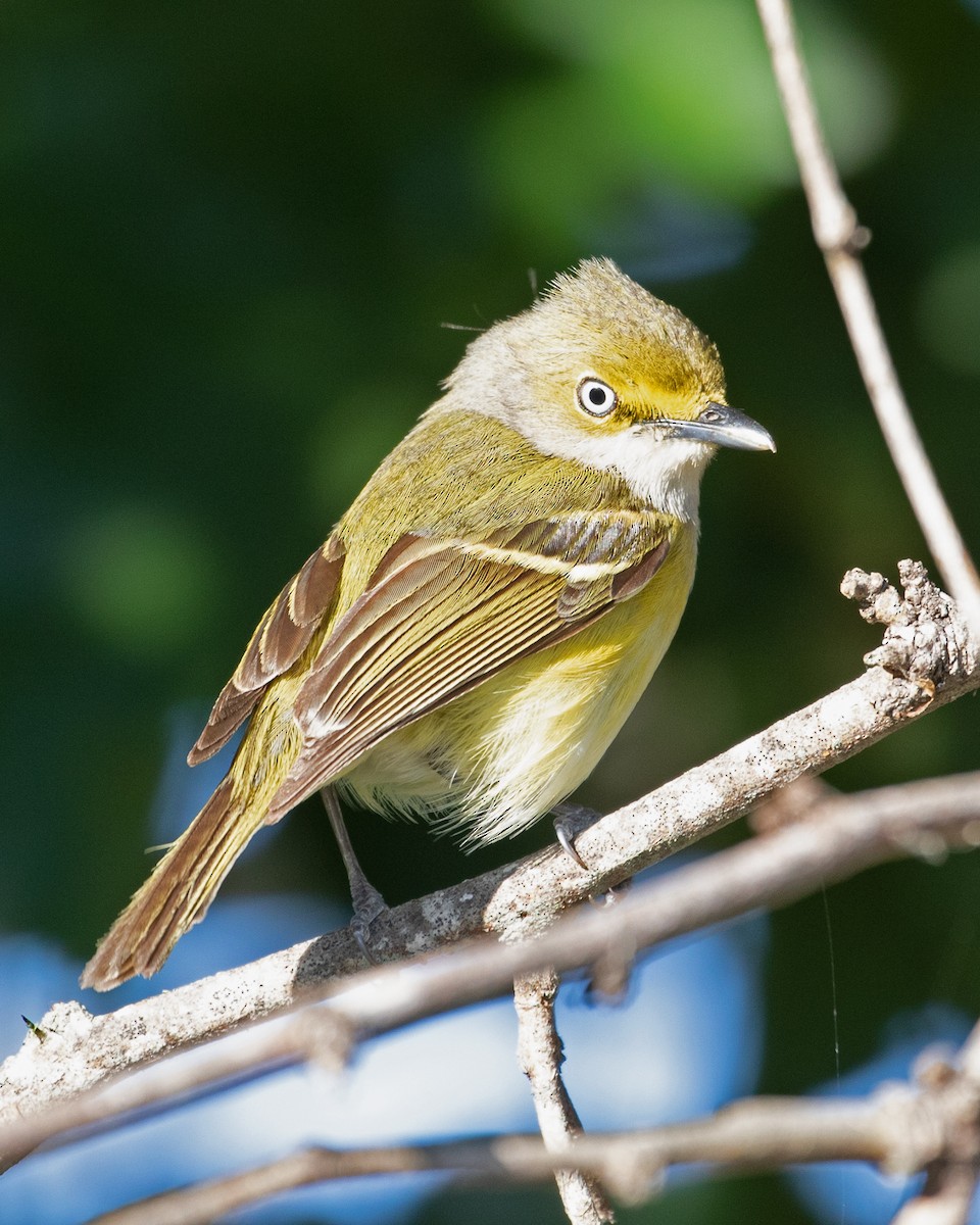 Vireo Ojiblanco - ML613363844