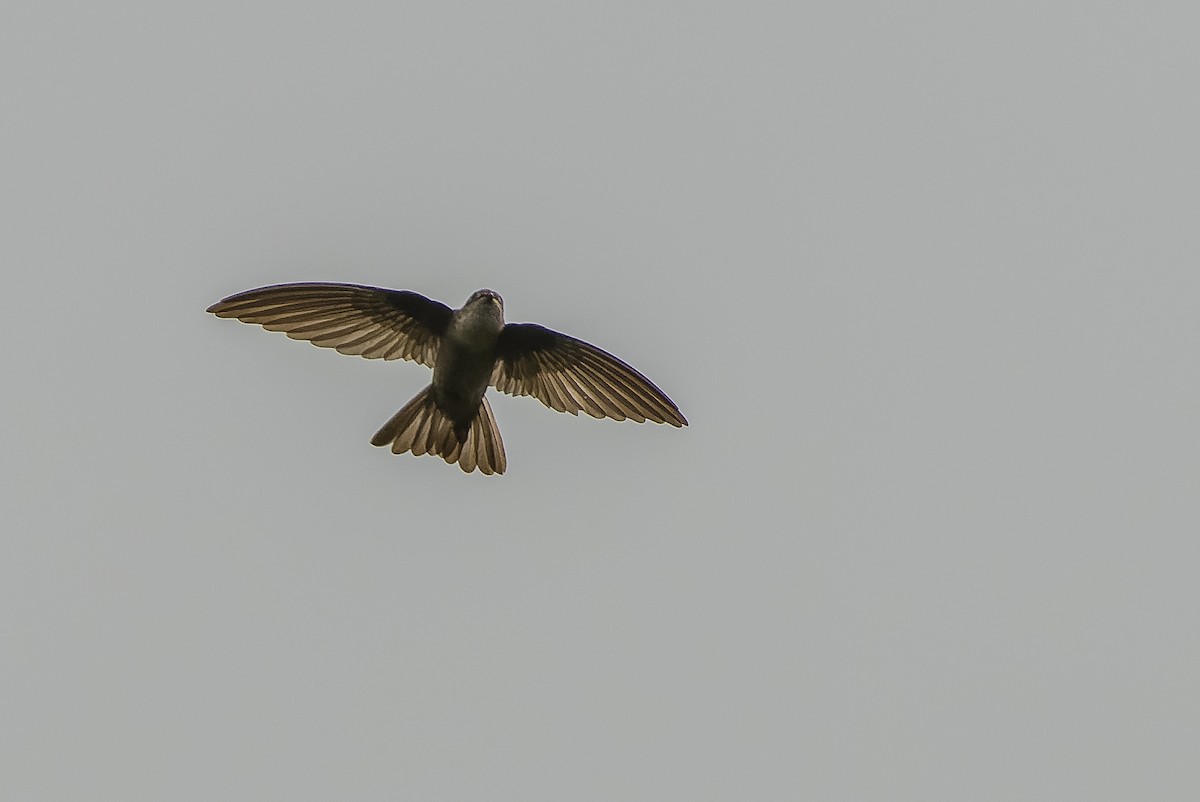 Uniform Swiftlet - Joachim Bertrands