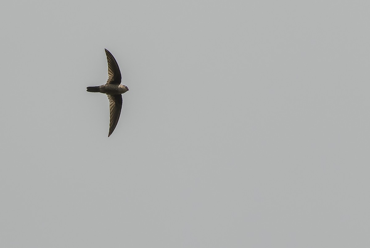 Uniform Swiftlet - Joachim Bertrands