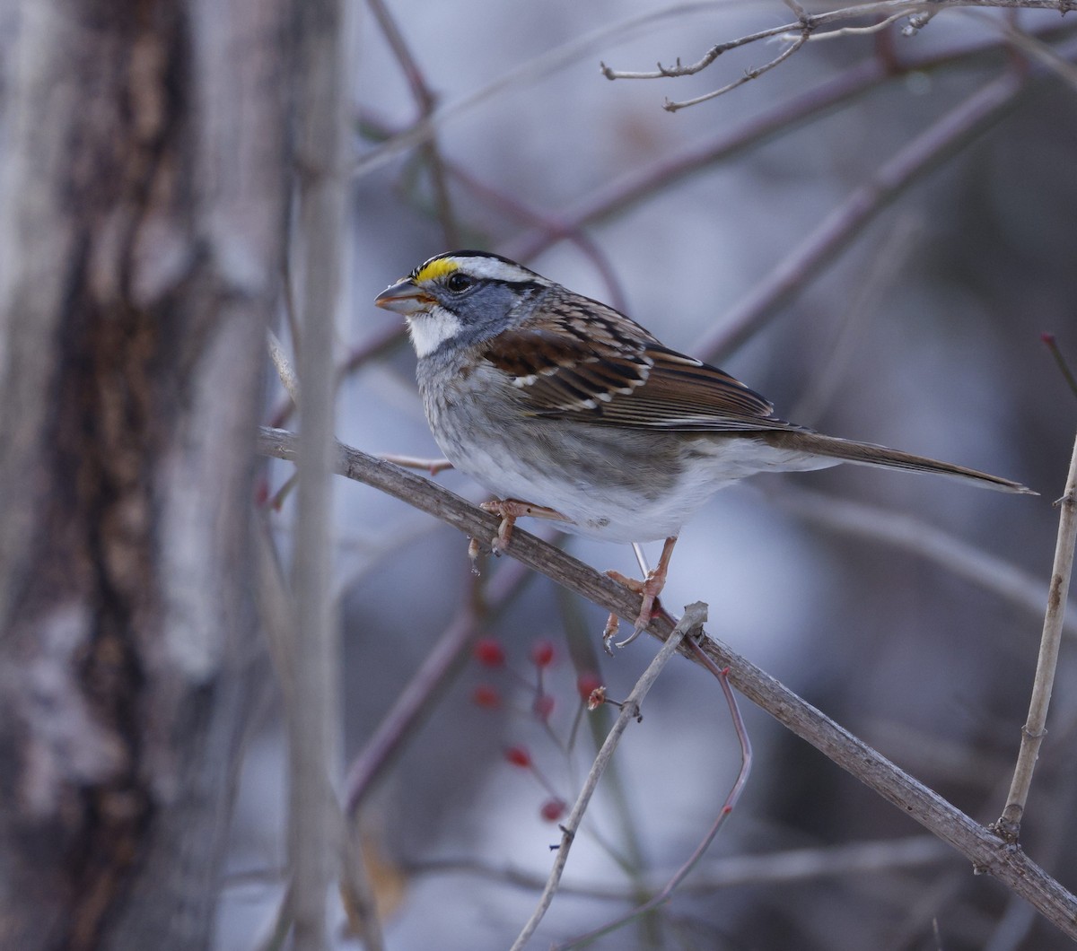 White-throated Sparrow - ML613363910