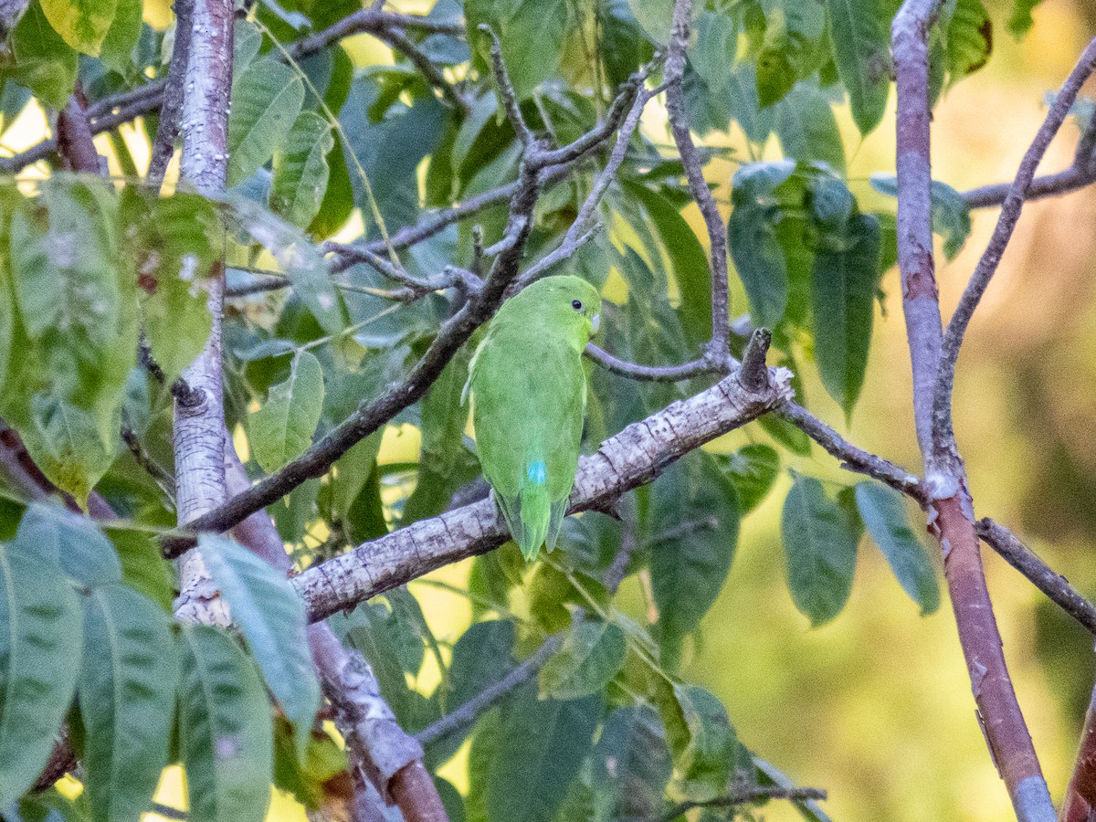 Blaubürzel-Sperlingspapagei - ML613363913