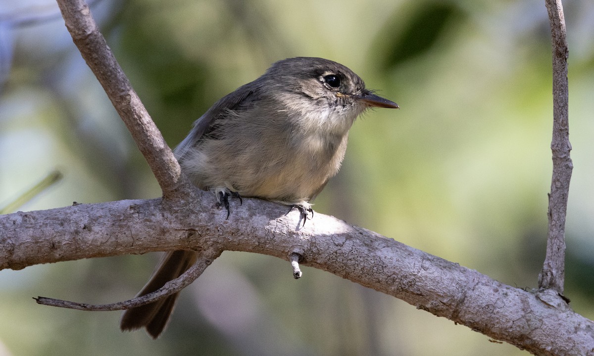 Cuban Pewee - ML613363948