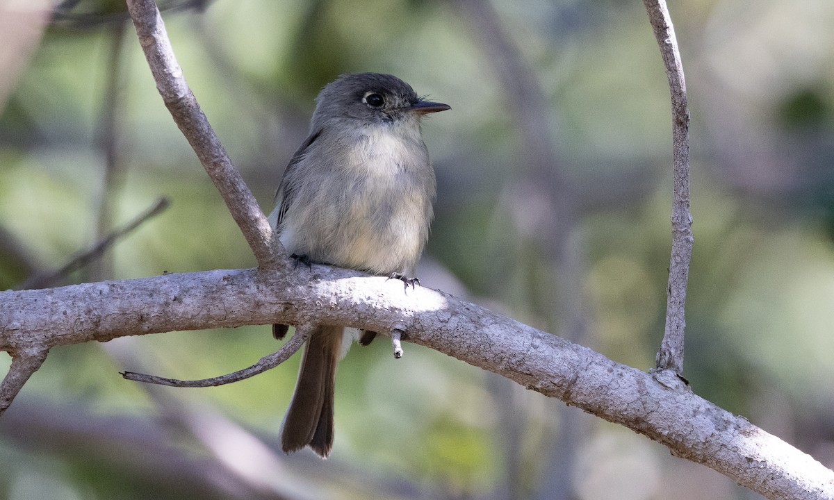 Cuban Pewee - ML613363950