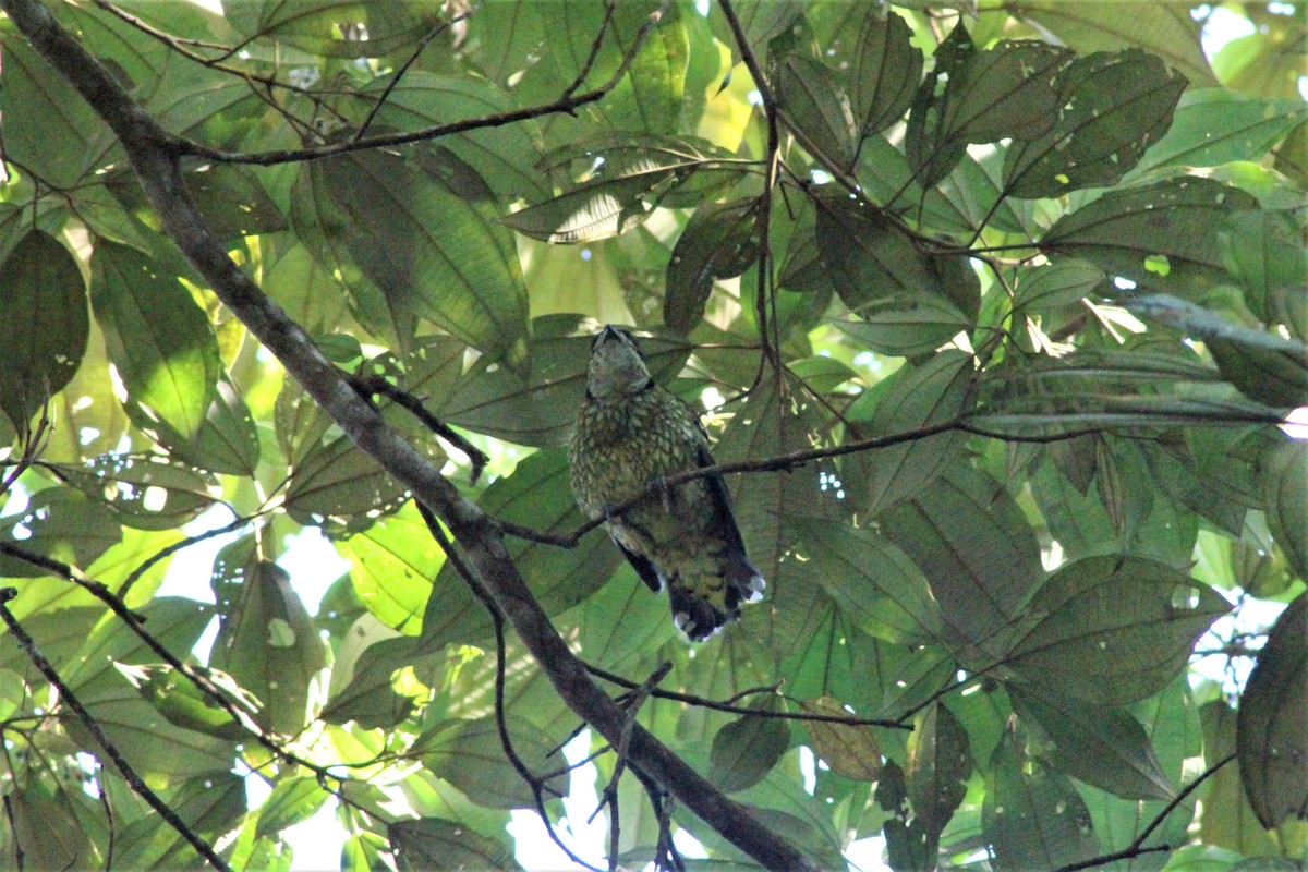 Cotinga écaillé - ML613363976