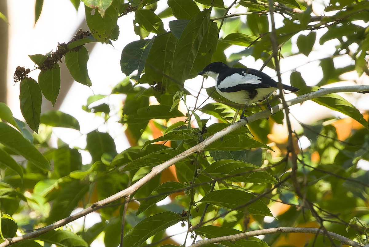 Oruguero Cejinegro (leucoptera) - ML613364114