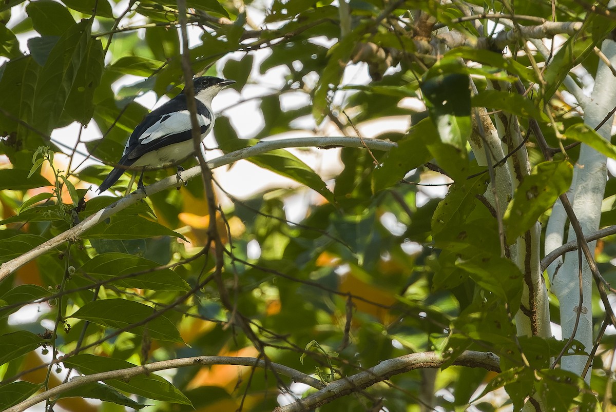 Black-browed Triller (Biak) - Joachim Bertrands