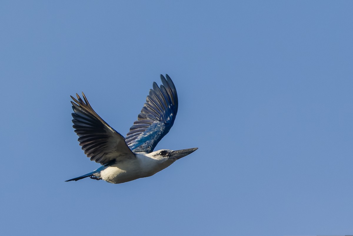 Beach Kingfisher - ML613364128