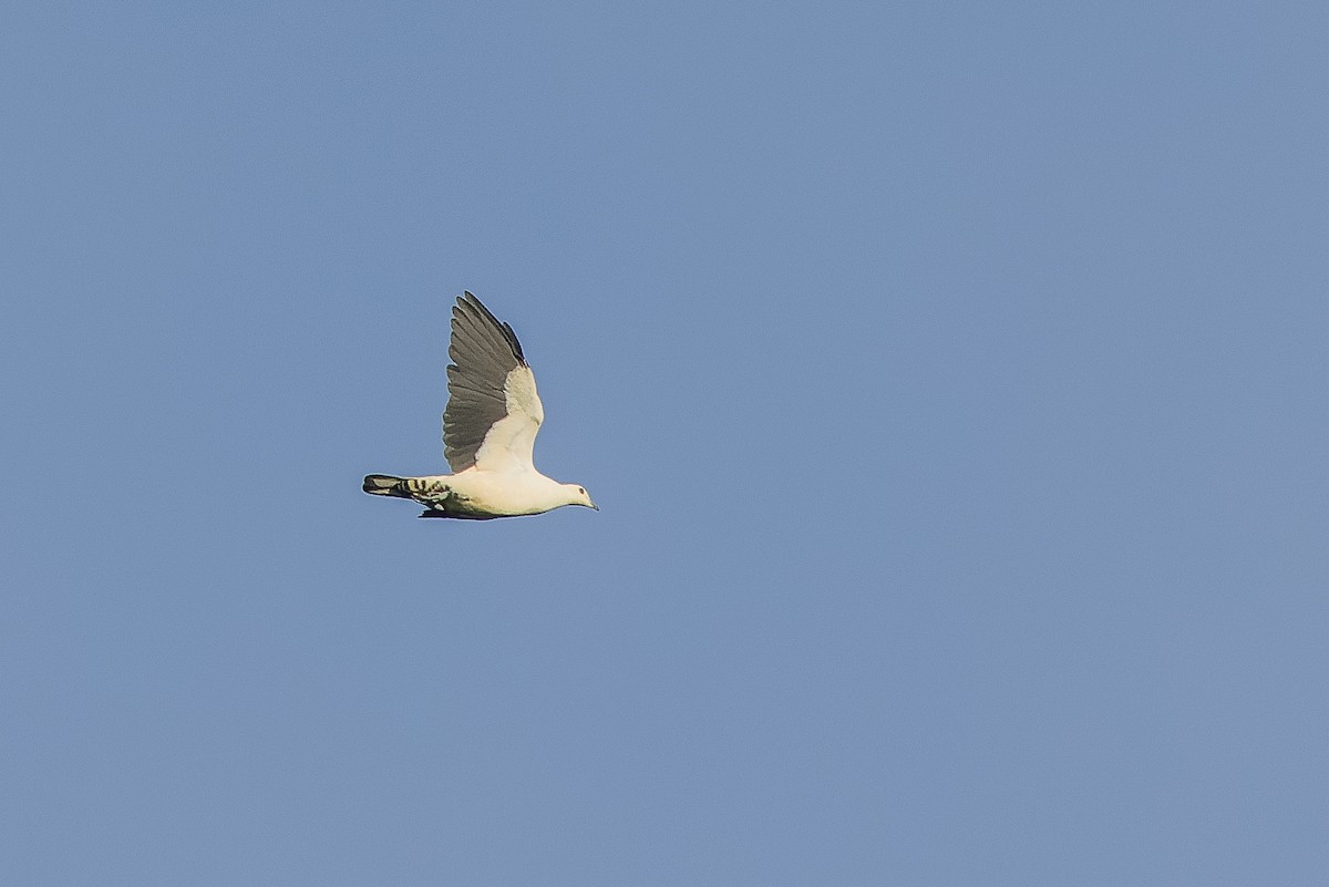 Torresian Imperial-Pigeon - ML613364138