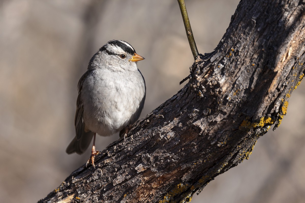 White-crowned Sparrow - Vincent Iadevaia