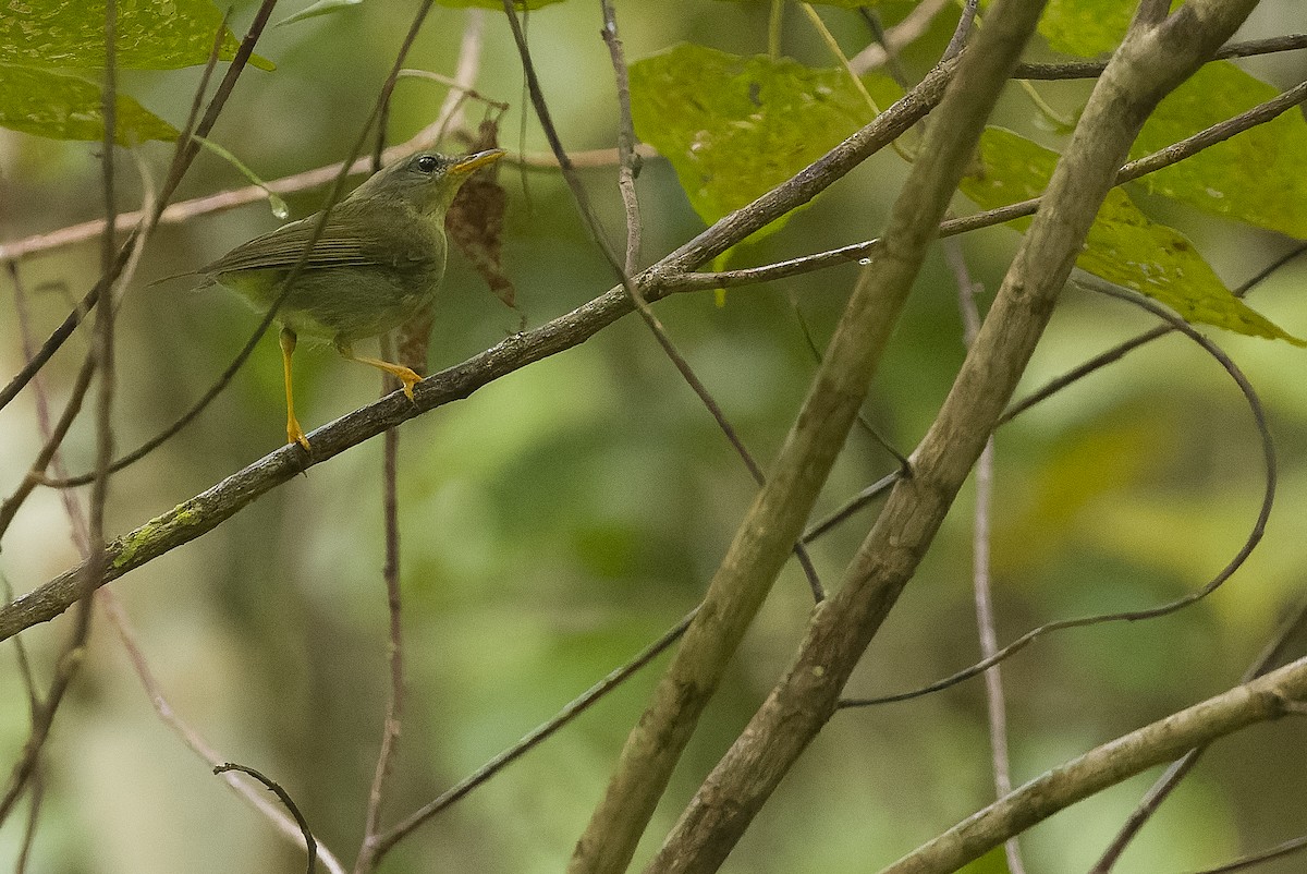 Biak Leaf Warbler - ML613364234