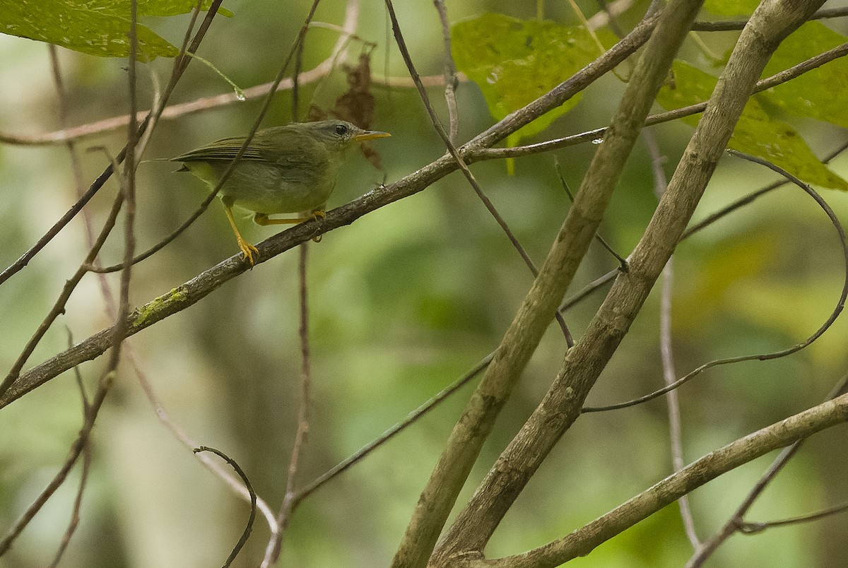 Biak Leaf Warbler - ML613364236