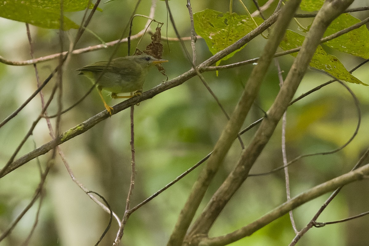 Biak Leaf Warbler - ML613364237