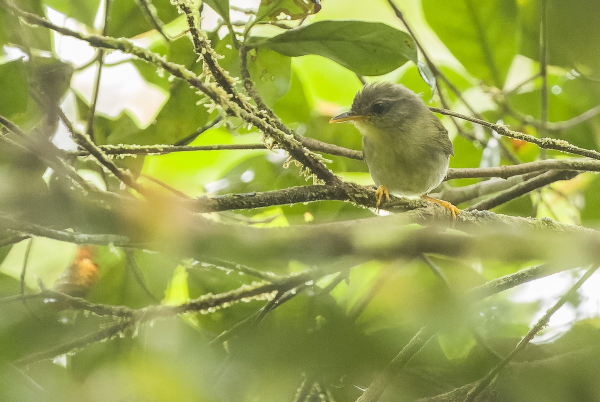 Biak Leaf Warbler - ML613364238