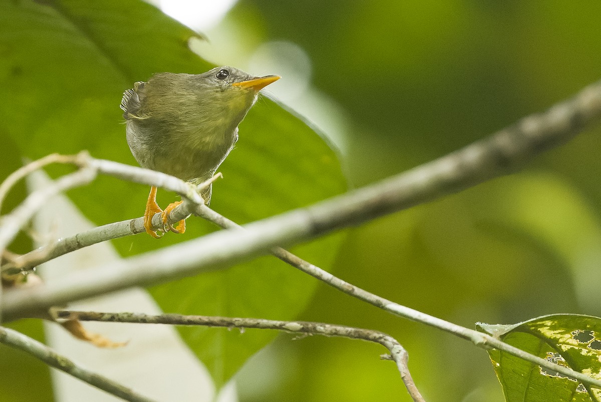 Biak Leaf Warbler - ML613364239