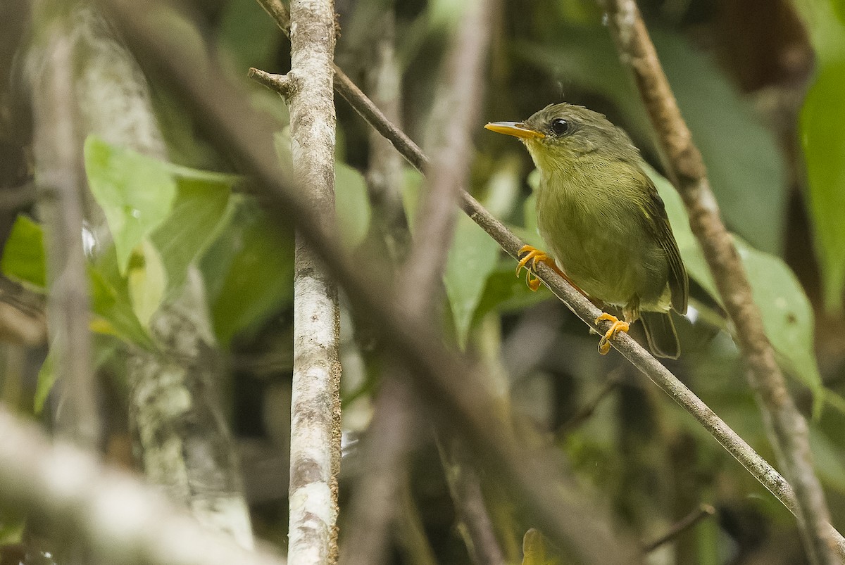 Biak Leaf Warbler - ML613364240