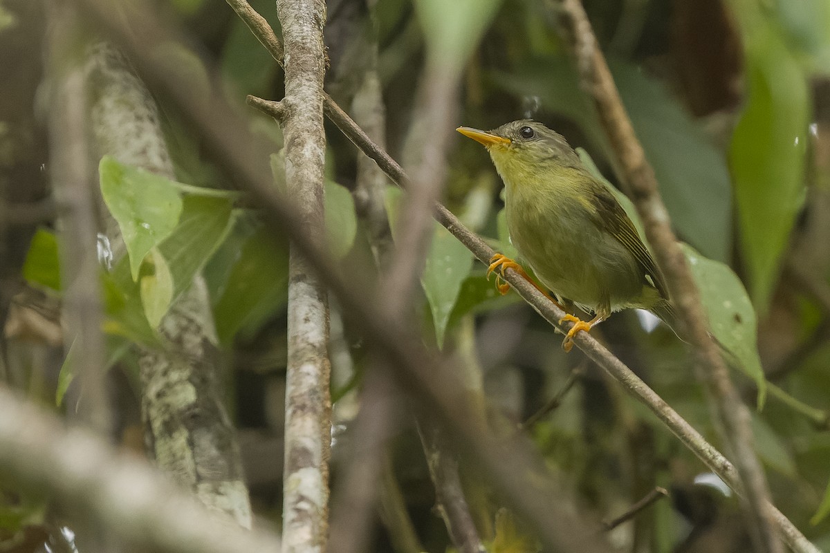 Biak Leaf Warbler - ML613364241