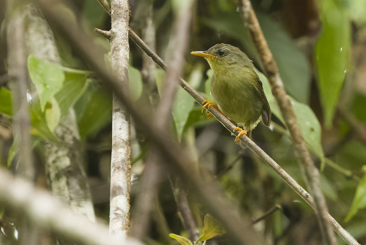 Biak Leaf Warbler - ML613364242