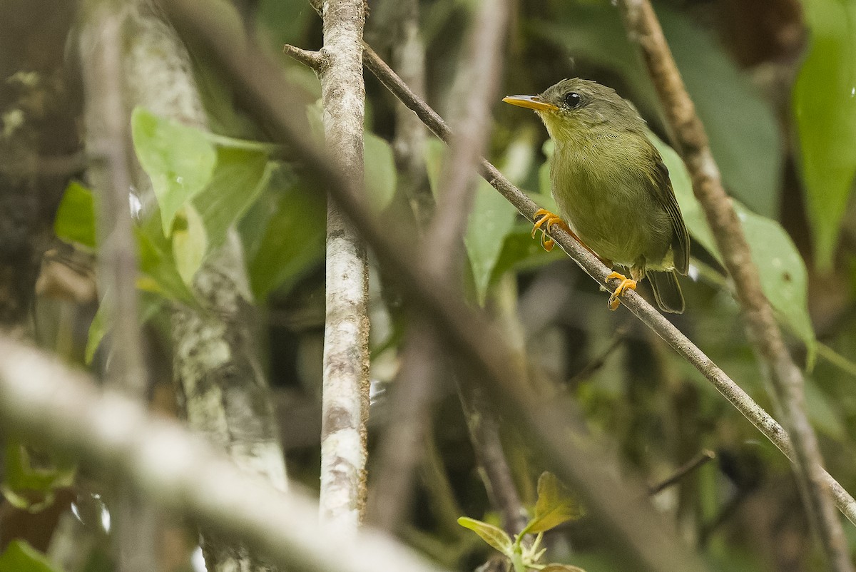 Biak Leaf Warbler - ML613364243