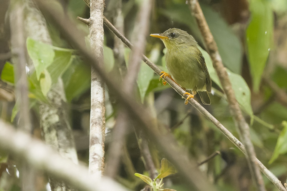 Biak Leaf Warbler - ML613364244