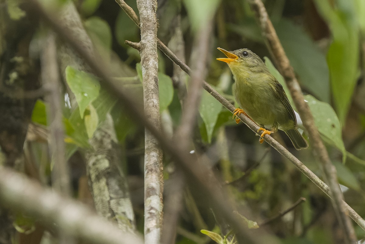 Biak Leaf Warbler - ML613364245