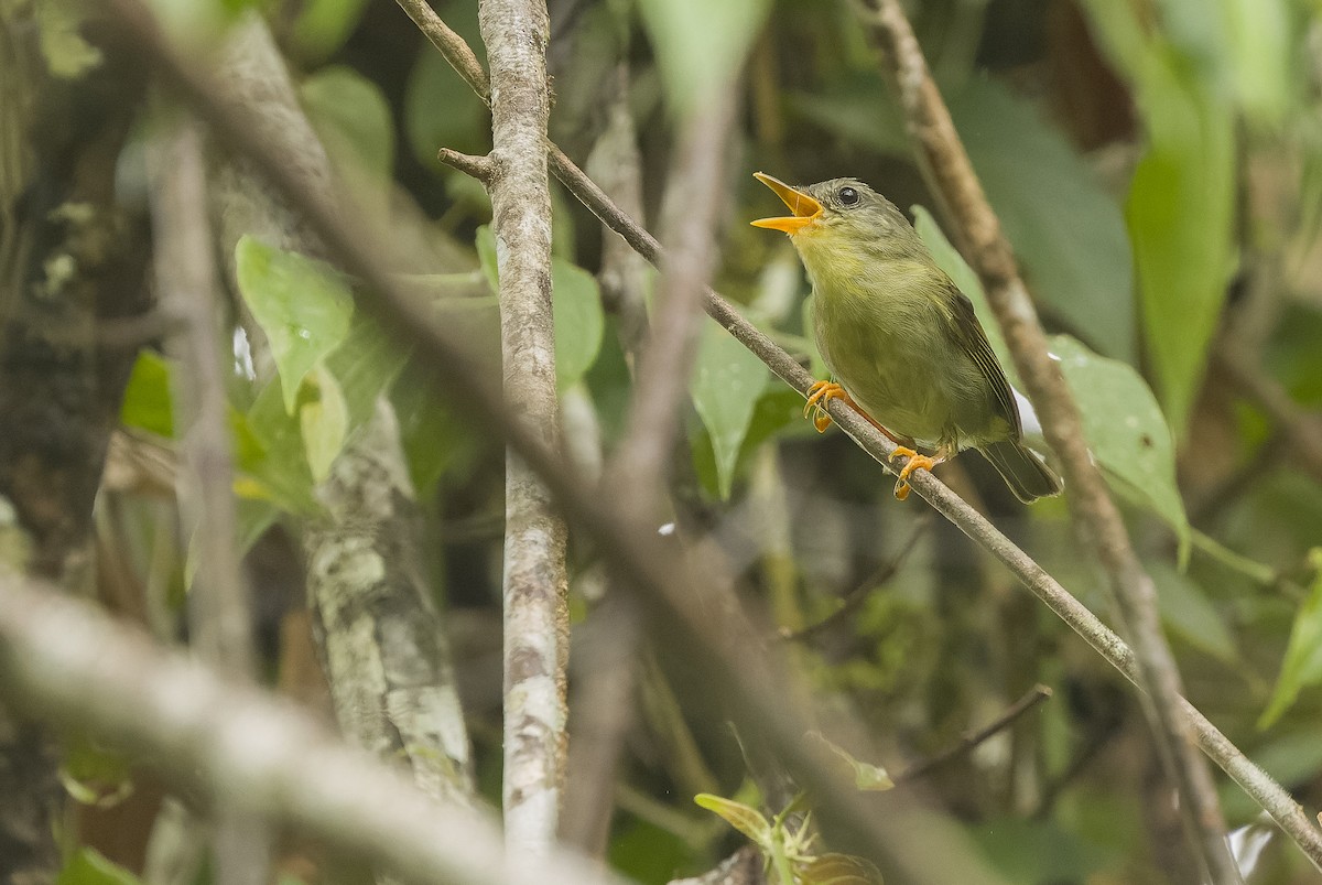 Biak Leaf Warbler - ML613364246