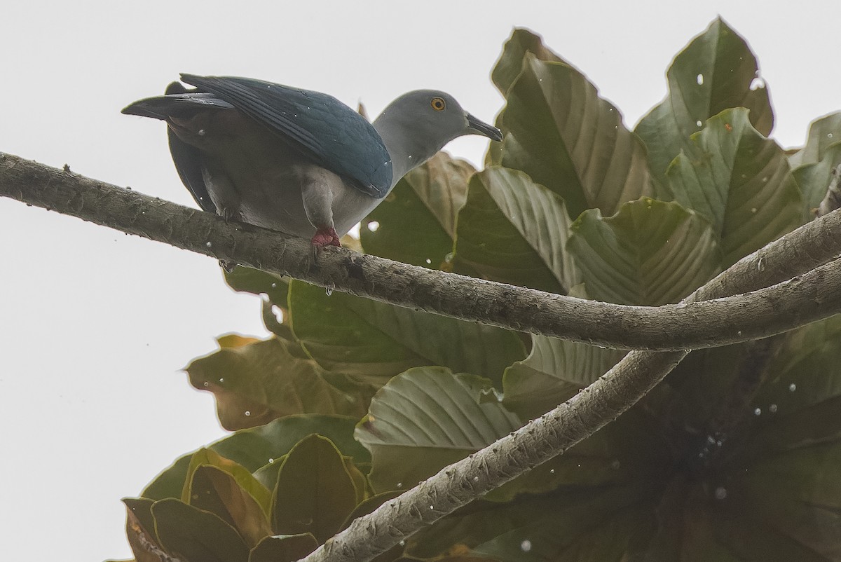 Geelvink Imperial-Pigeon - Joachim Bertrands