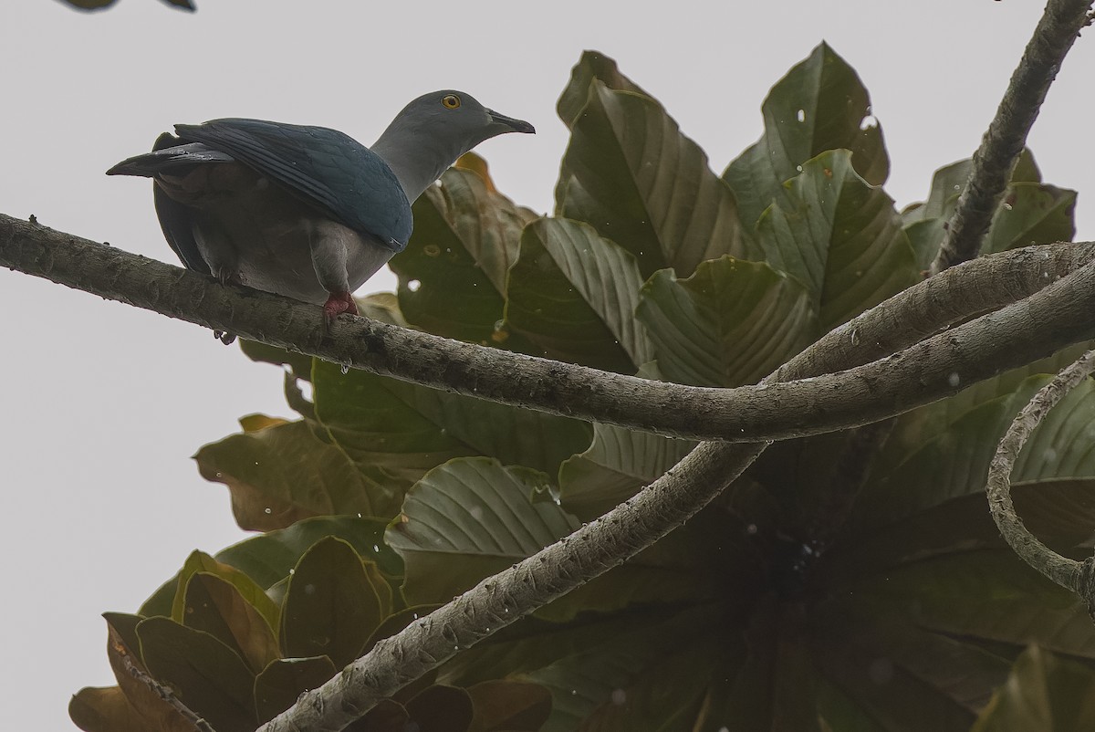 Geelvink Imperial-Pigeon - ML613364255