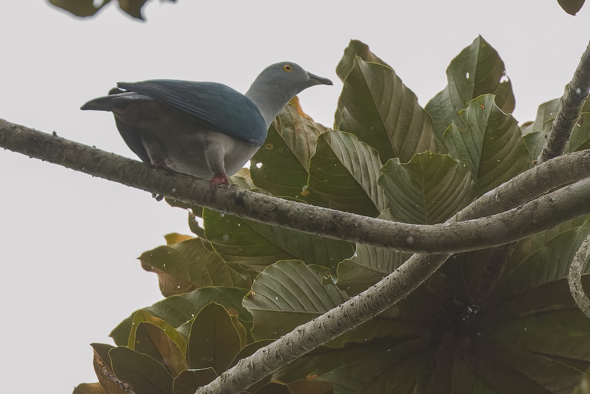 Geelvink Imperial-Pigeon - Joachim Bertrands