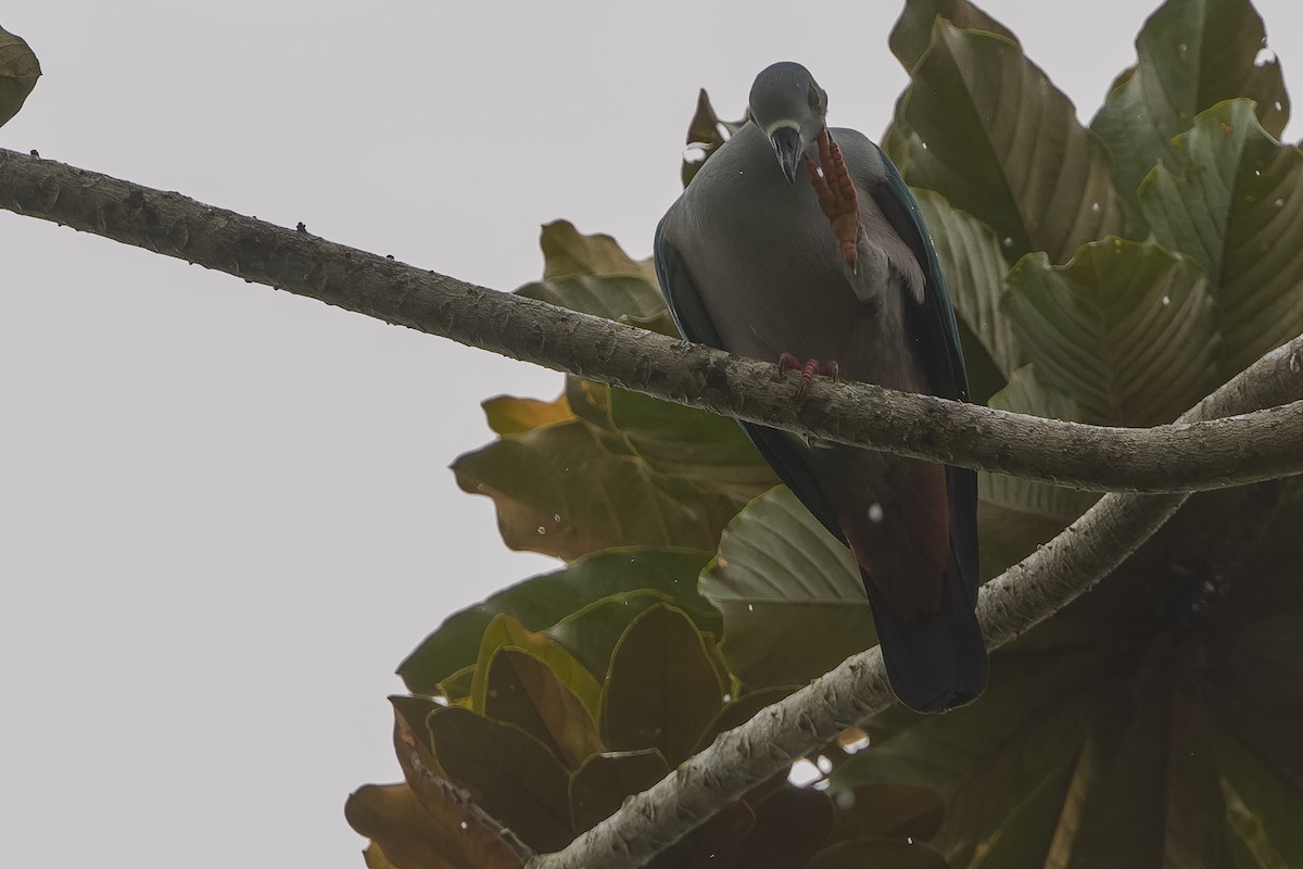 Geelvink Imperial-Pigeon - ML613364258