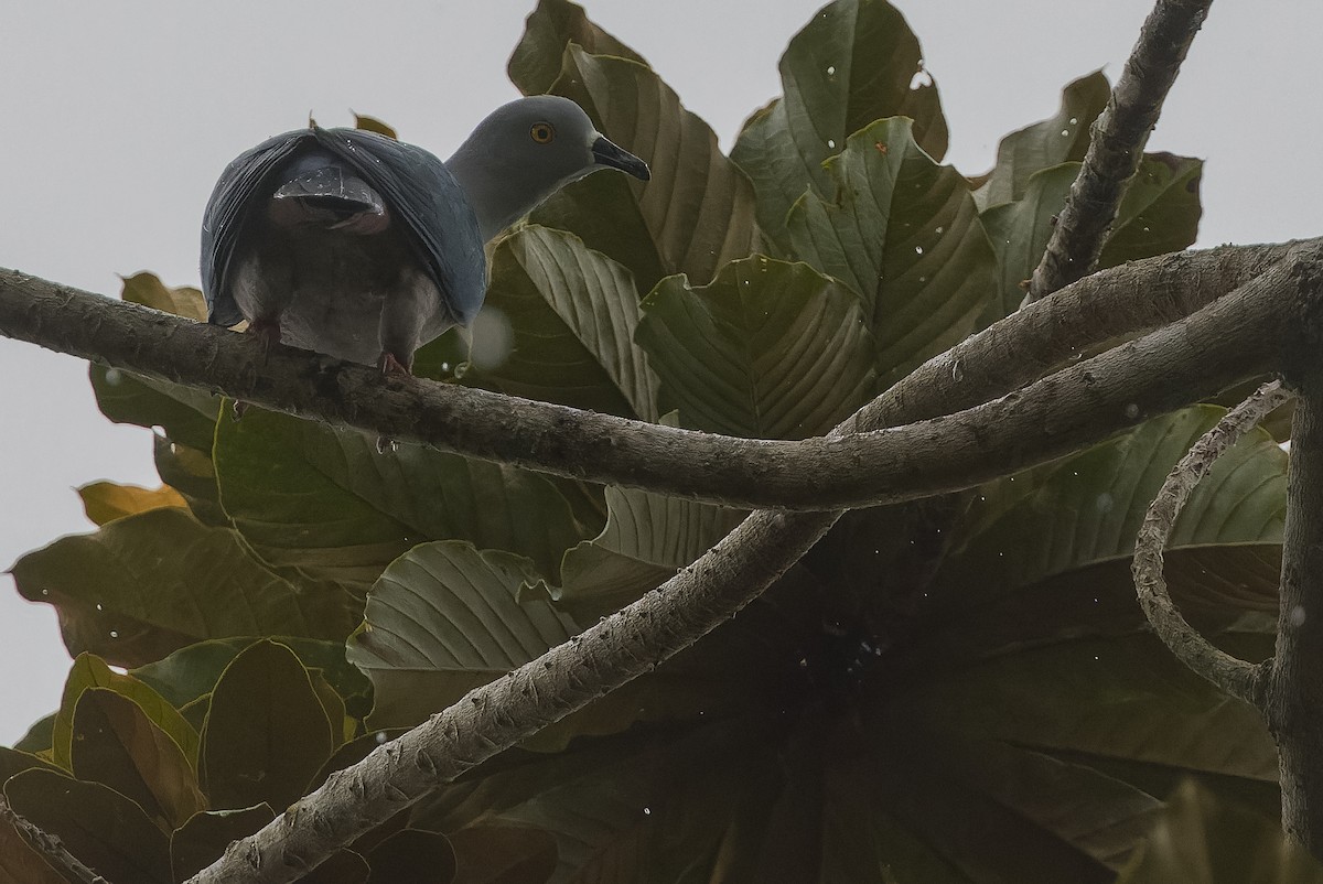 Geelvink Imperial-Pigeon - ML613364259