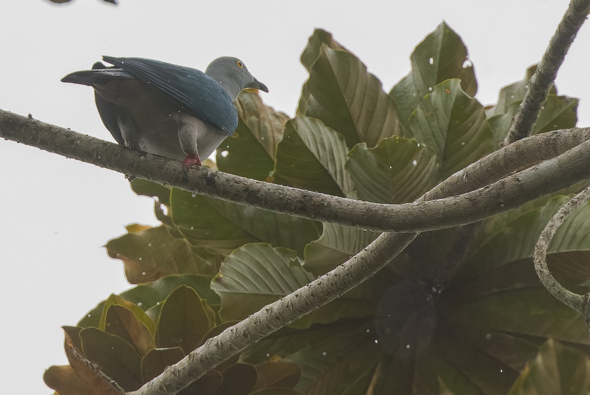 Geelvink Imperial-Pigeon - ML613364260