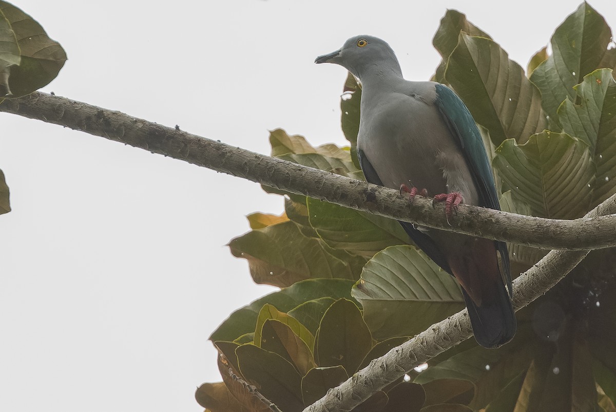 Geelvink Imperial-Pigeon - Joachim Bertrands