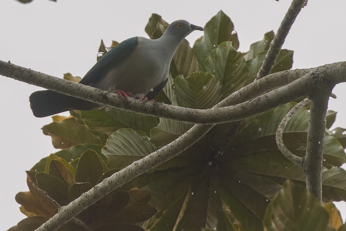 Geelvink Imperial-Pigeon - Joachim Bertrands