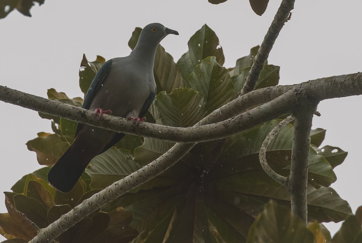 Geelvink Imperial-Pigeon - ML613364263