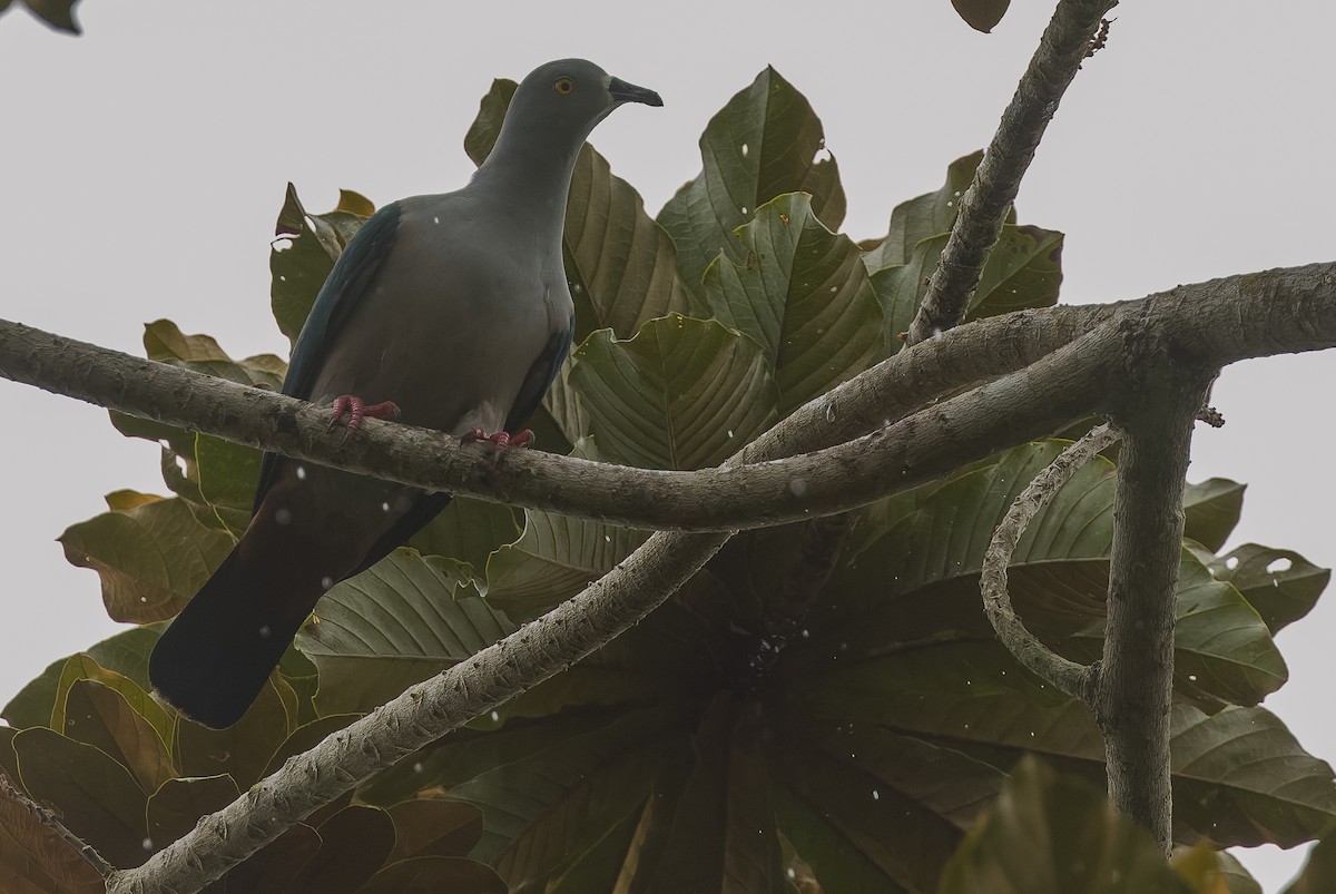 Geelvink Imperial-Pigeon - ML613364264