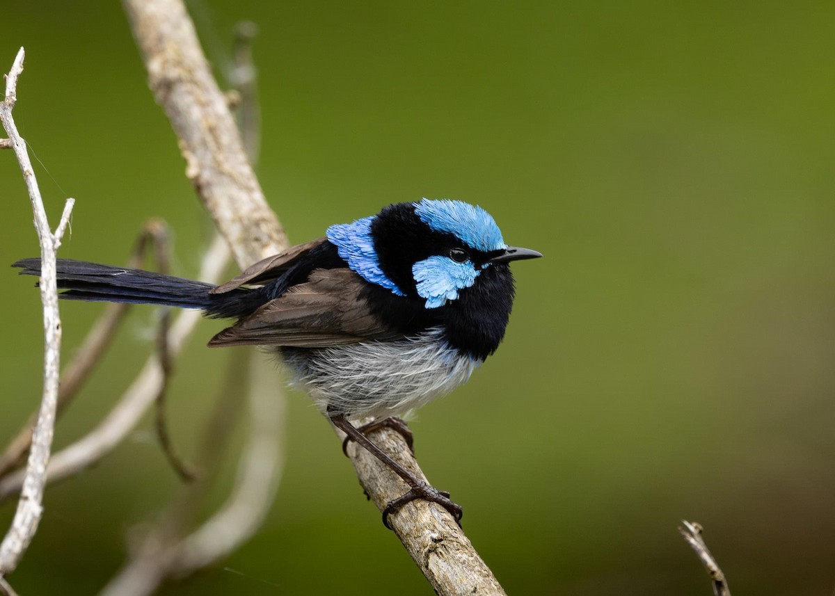 Superb Fairywren - ML613364318