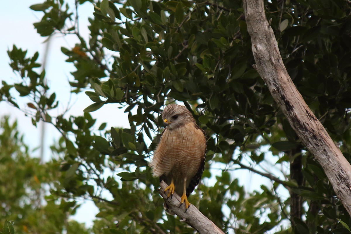 Red-shouldered Hawk - Salvador Barraza
