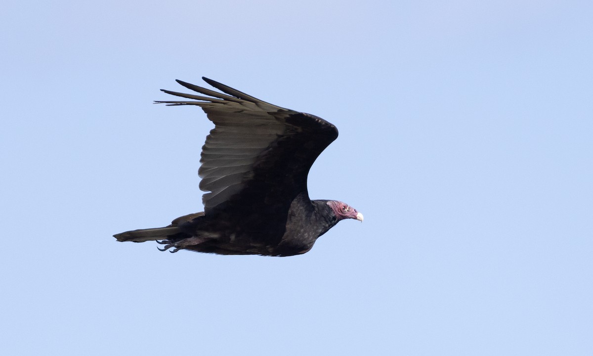 Urubu à tête rouge - ML613364331